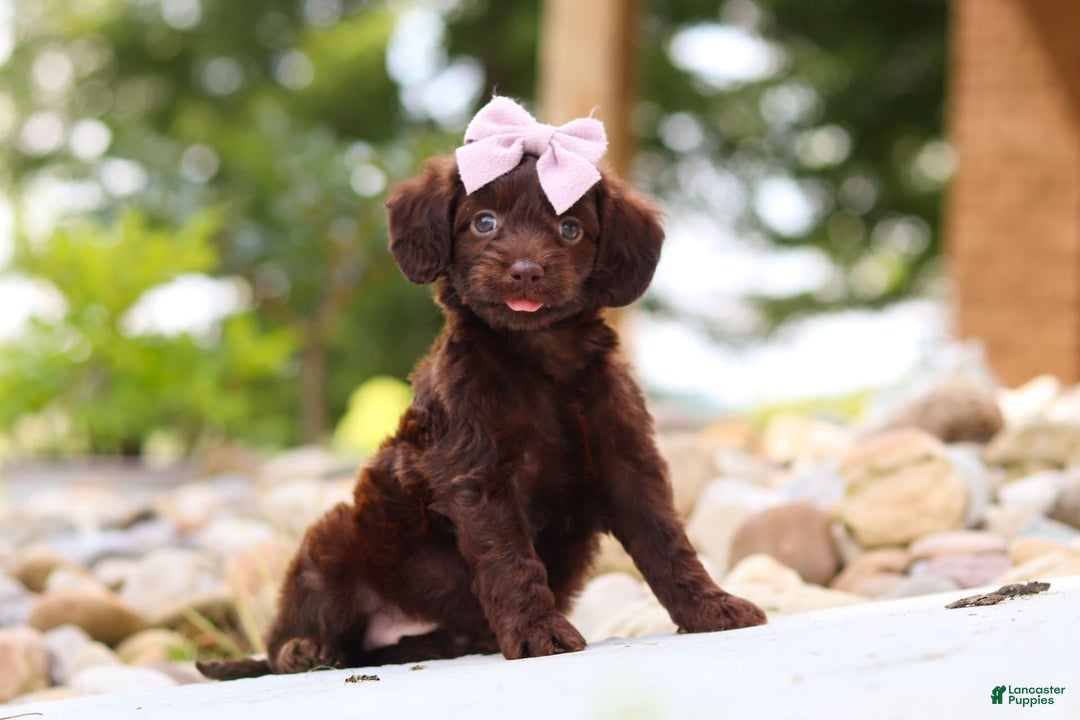 Miniature Dachshund dogs for sale: Chai - Image 4
