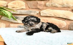 Miniature Poodle dogs for sale: Sparkey - Image 4