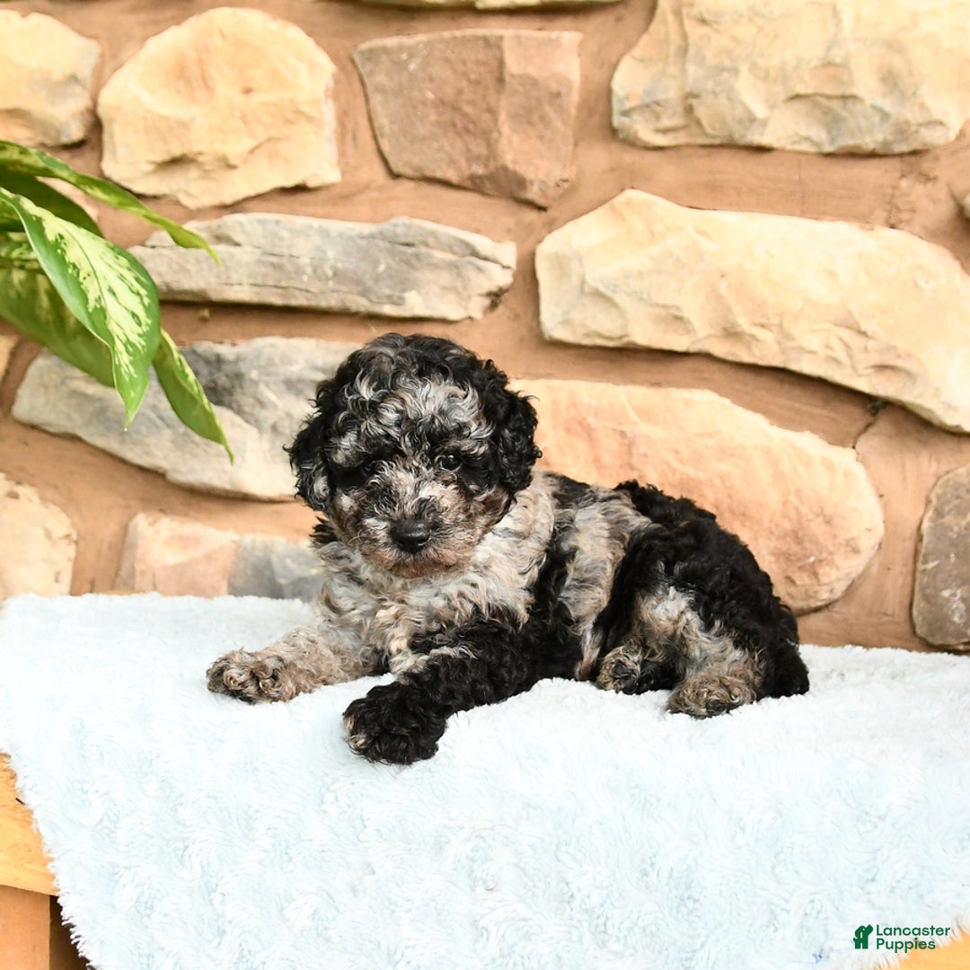 Miniature Poodle dogs for sale: Sparkey - Image 4