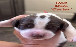 English Springer Spaniel dogs for sale: Carter - Image 6