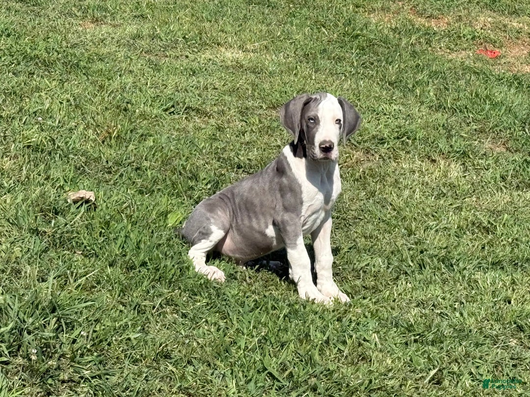 Great Dane dogs for sale: Great Dane 4 puppies - Image 9