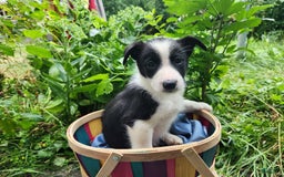 Border Collie dogs for sale: Little Lenny - Image 6
