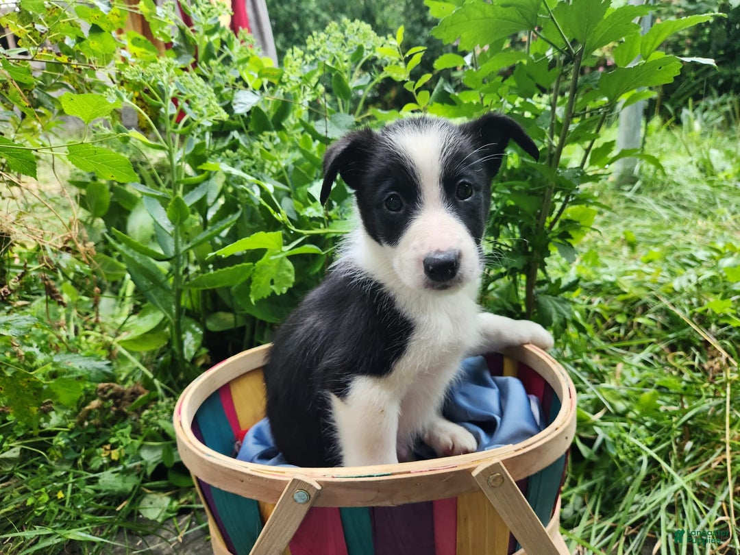 Border Collie dogs for sale: Little Lenny - Image 6