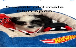 Shihpoo dogs for sale: Sweet - Image 5