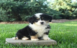 Mini Bernedoodle dogs for sale: Poppy - Image 10