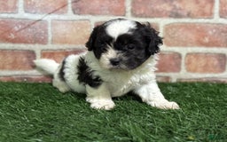 Shihpoo dogs for sale: Shih-Poo 3 puppies - Image 4