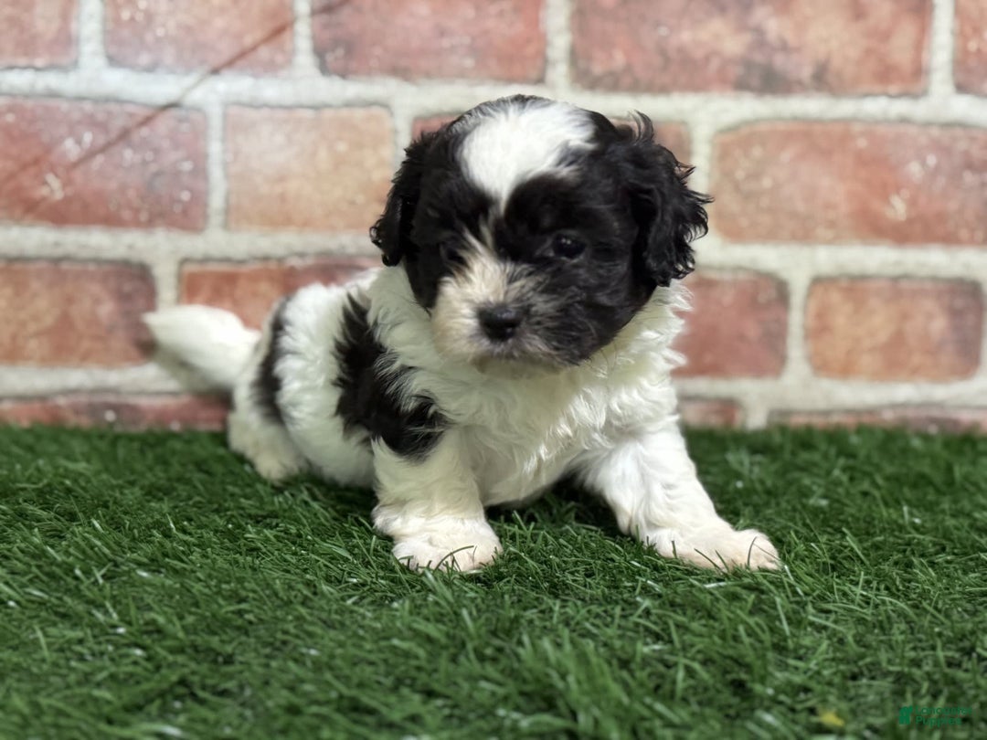 Shihpoo dogs for sale: Shih-Poo 3 puppies - Image 4