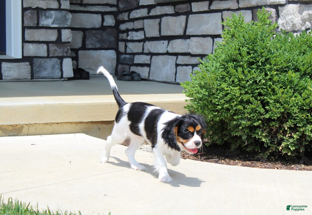 Cavalier King Charles Spaniel dogs for sale: Toby - Image 26