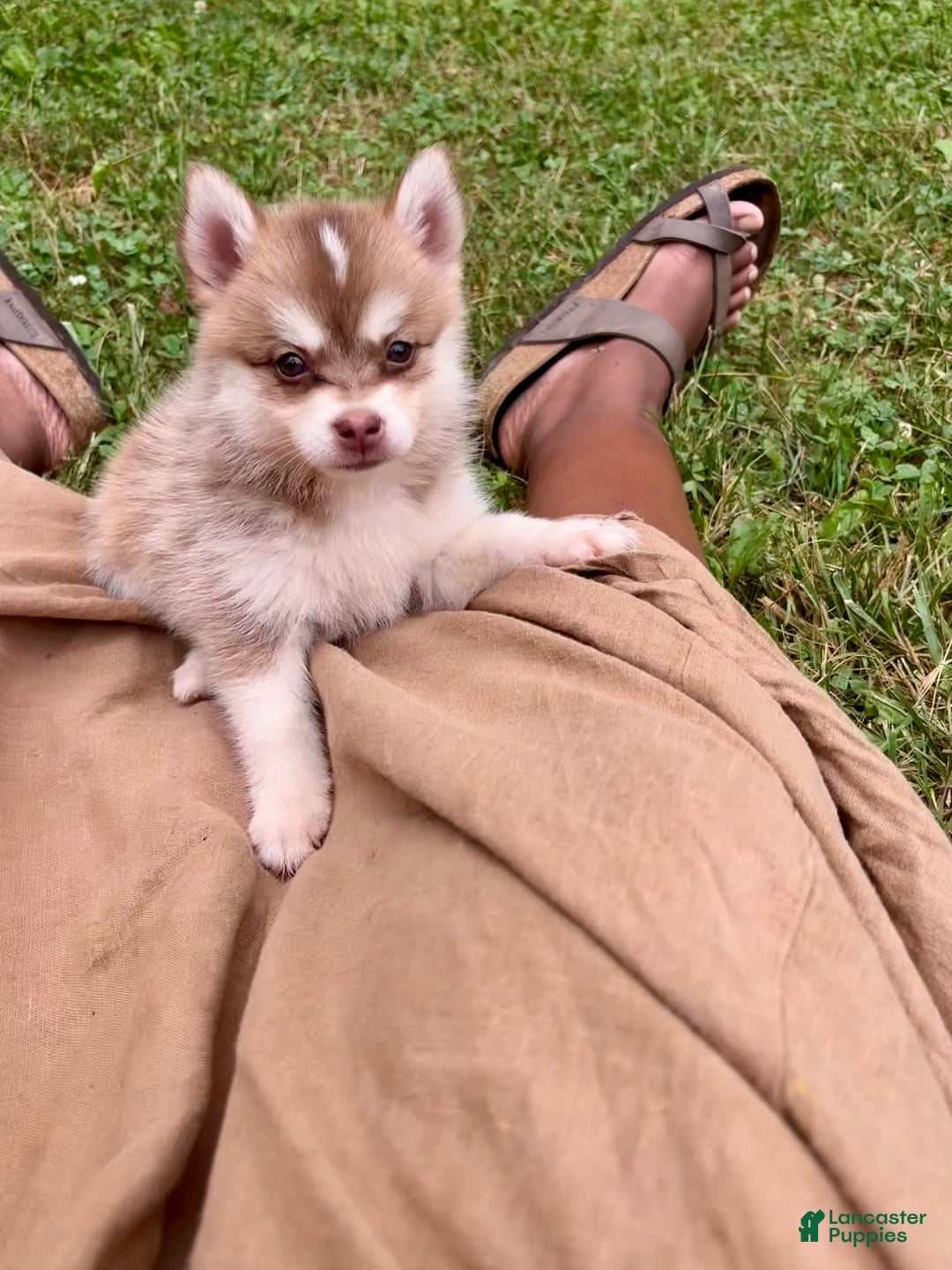 Pomsky dogs for sale: Bella - Image 3