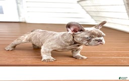 French Bulldog dogs for sale: Silver Dollar - Image 2