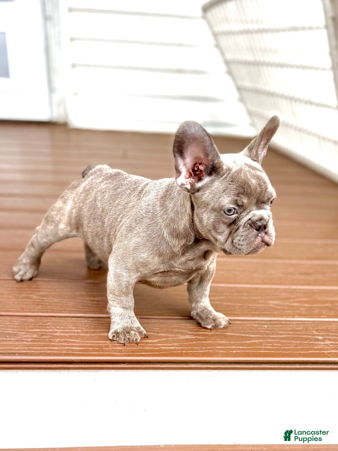 French Bulldog dogs for sale: Silver Dollar - Image 2