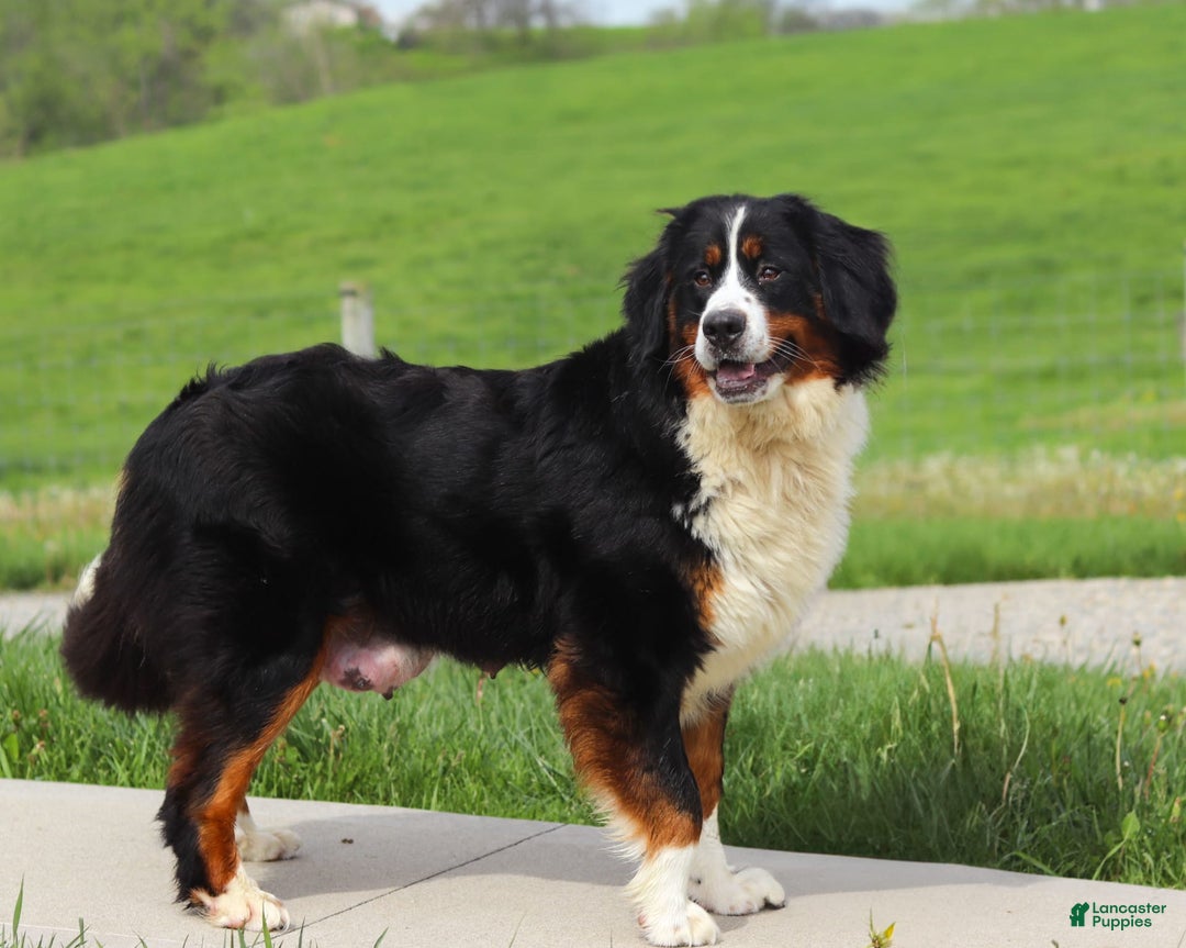 Mini Bernedoodle dogs for sale: Oakley - Image 7