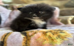 Pomeranian dogs for sale: Fluffy - Image 10