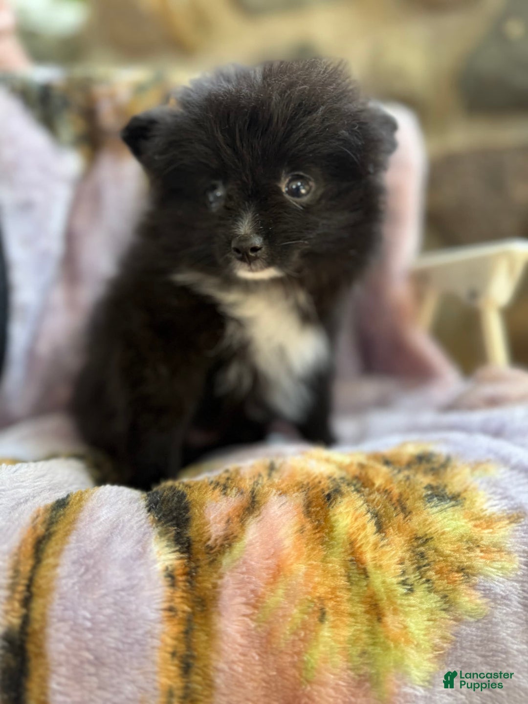 Pomeranian dogs for sale: Fluffy - Image 10