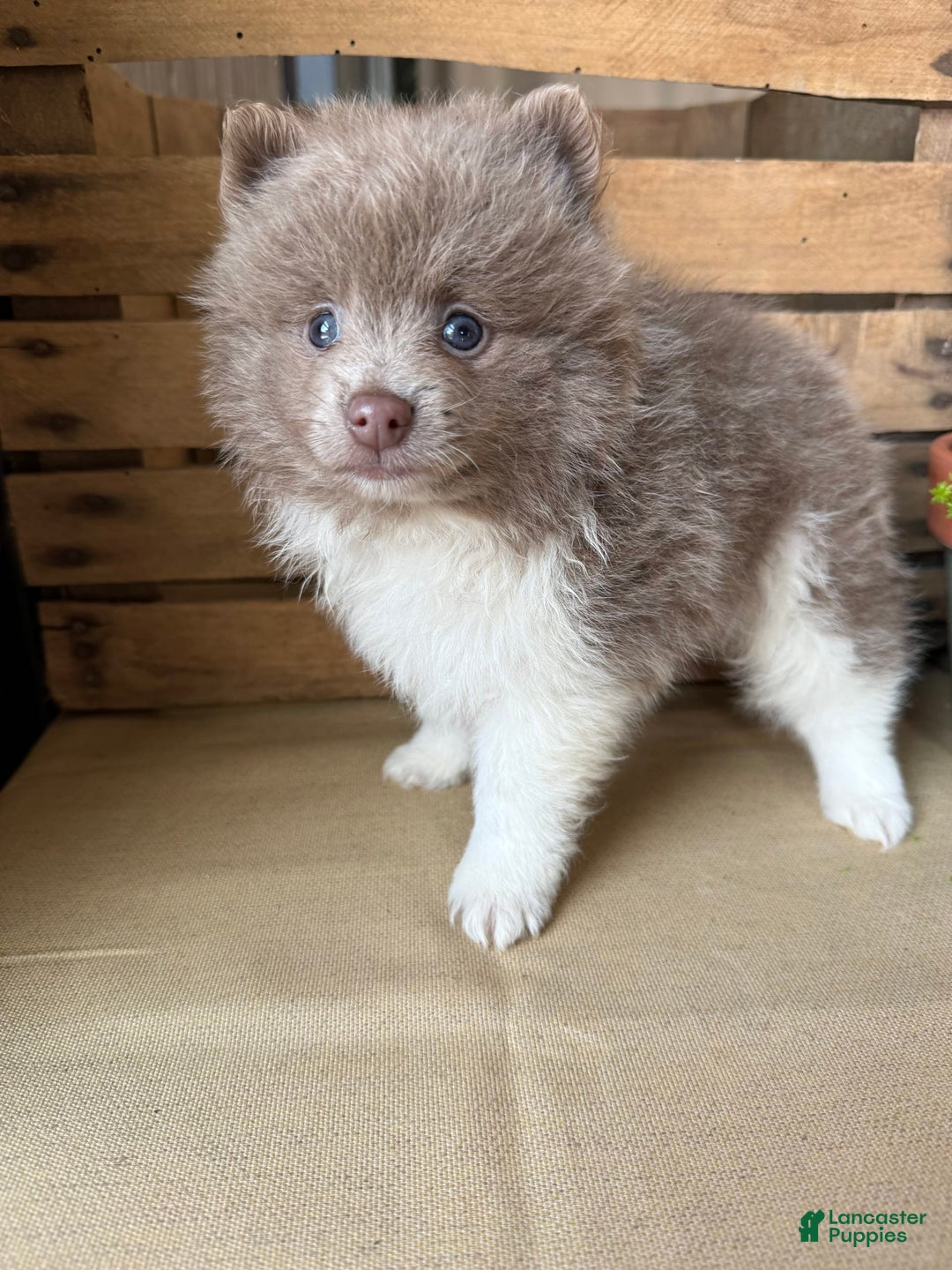 Pomeranian dogs for sale: Austin - Image 1