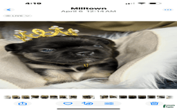 French Bulldog dogs for sale: Gotti - Image 6