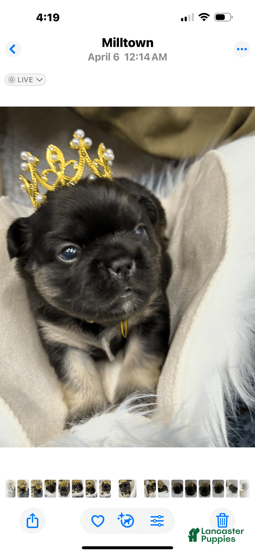 French Bulldog dogs for sale: Gotti - Image 6