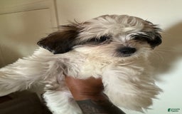 Shihpoo dogs for sale: Sweet - Image 6