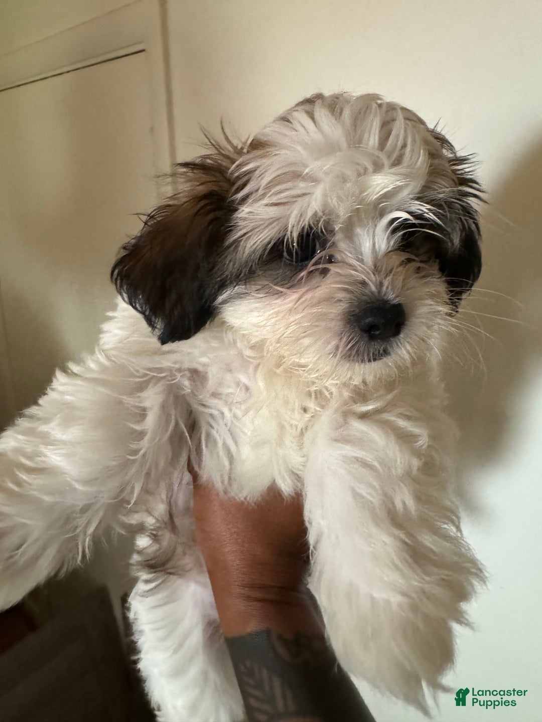 Shihpoo dogs for sale: Sweet - Image 6