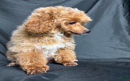 Toy Poodle dogs for sale: Lada - Image 13