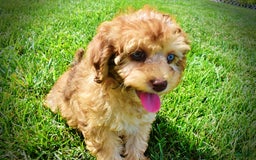 Havapoo dogs for sale: Fancy - Image 12