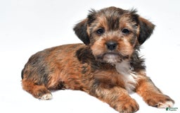 Morkie dogs for sale: Clifford - Image 3