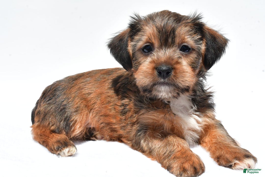 Morkie dogs for sale: Clifford - Image 3