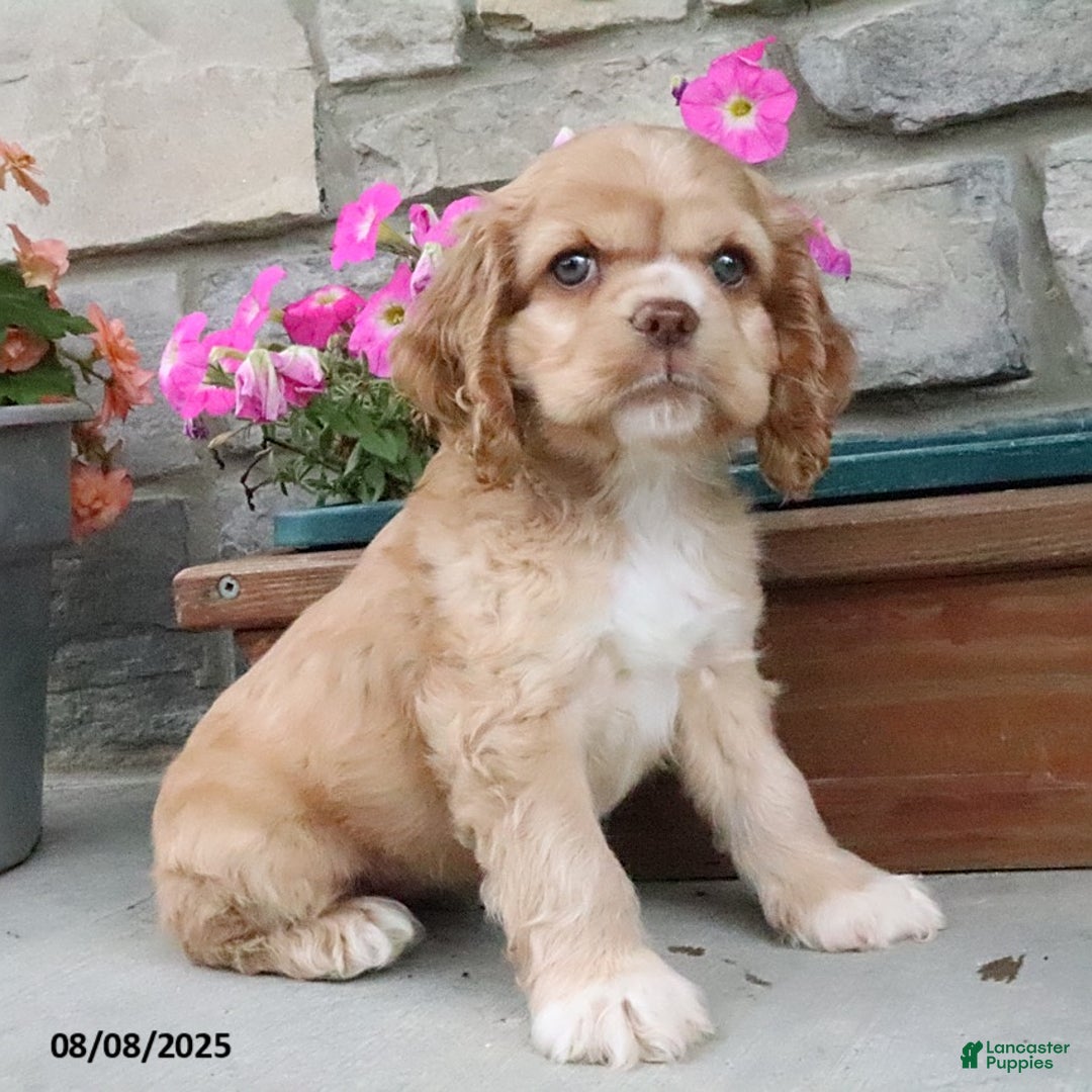 Cocker Spaniel dogs for sale: Oakley - Image 6