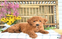 Mini Goldendoodle dogs for sale: Quinn - Image 2