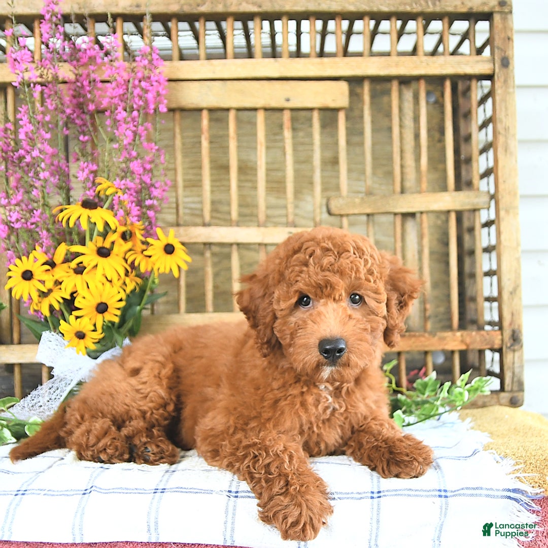Mini Goldendoodle dogs for sale: Quinn - Image 2