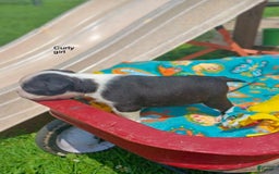 Boston Terrier dogs for sale: Curly - Image 2