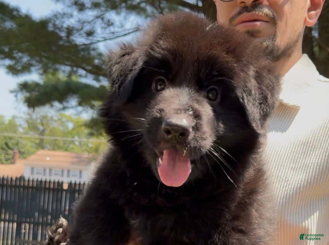 German Shepherd dogs for sale: Zara - Image 1