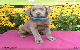 Labrador Retriever dogs for sale: Caboose - Image 1