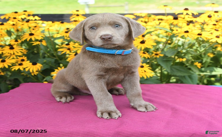 Labrador Retriever dogs for sale - Ad 2