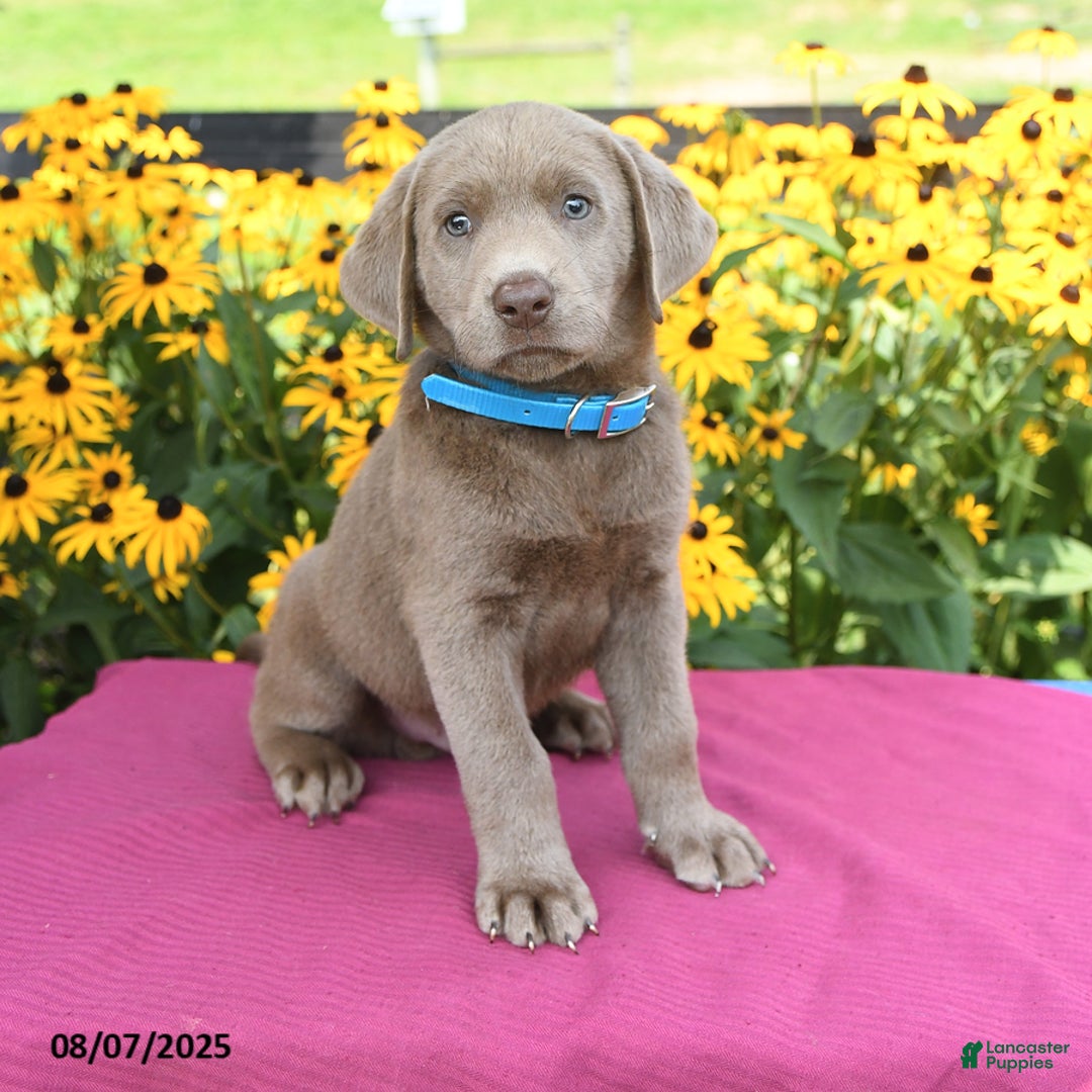 Labrador Retriever dogs for sale: Caboose - Image 1