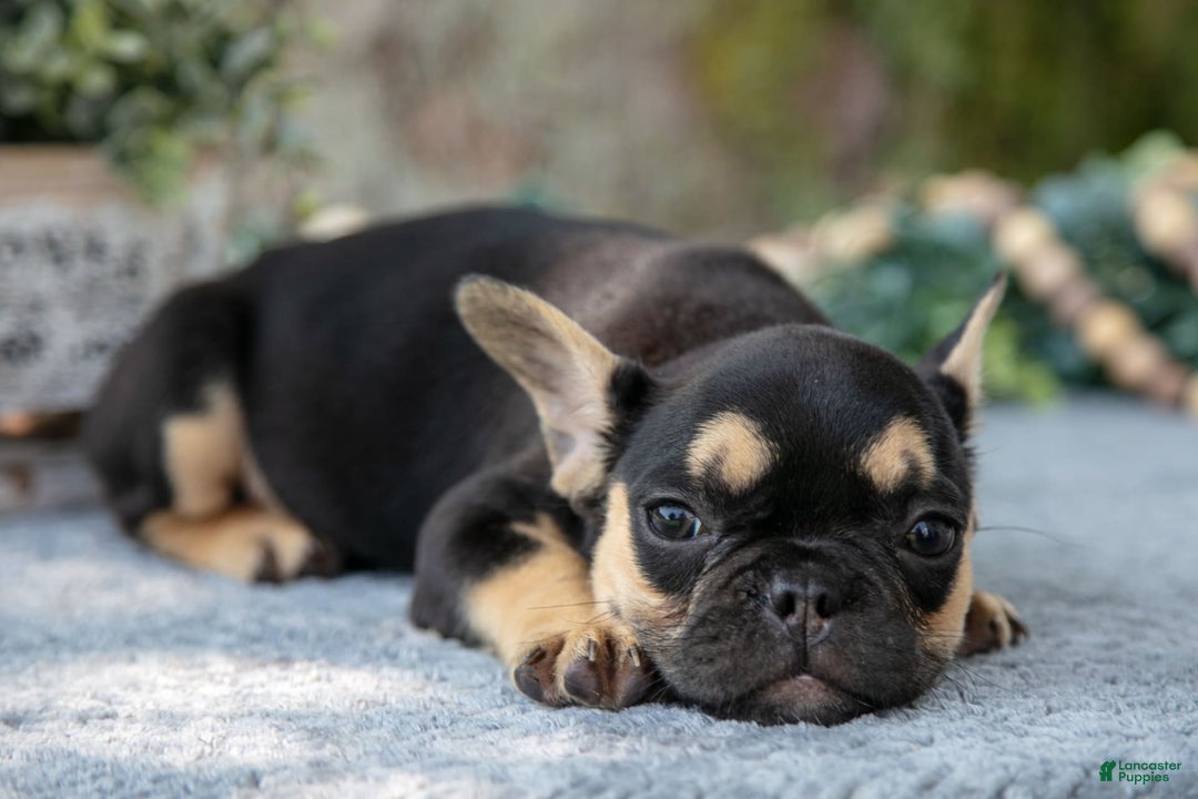 French Bulldog dogs for sale: Lucy - Image 6