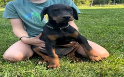 Doberman Pinscher dogs for sale: Mr. Black - Image 1