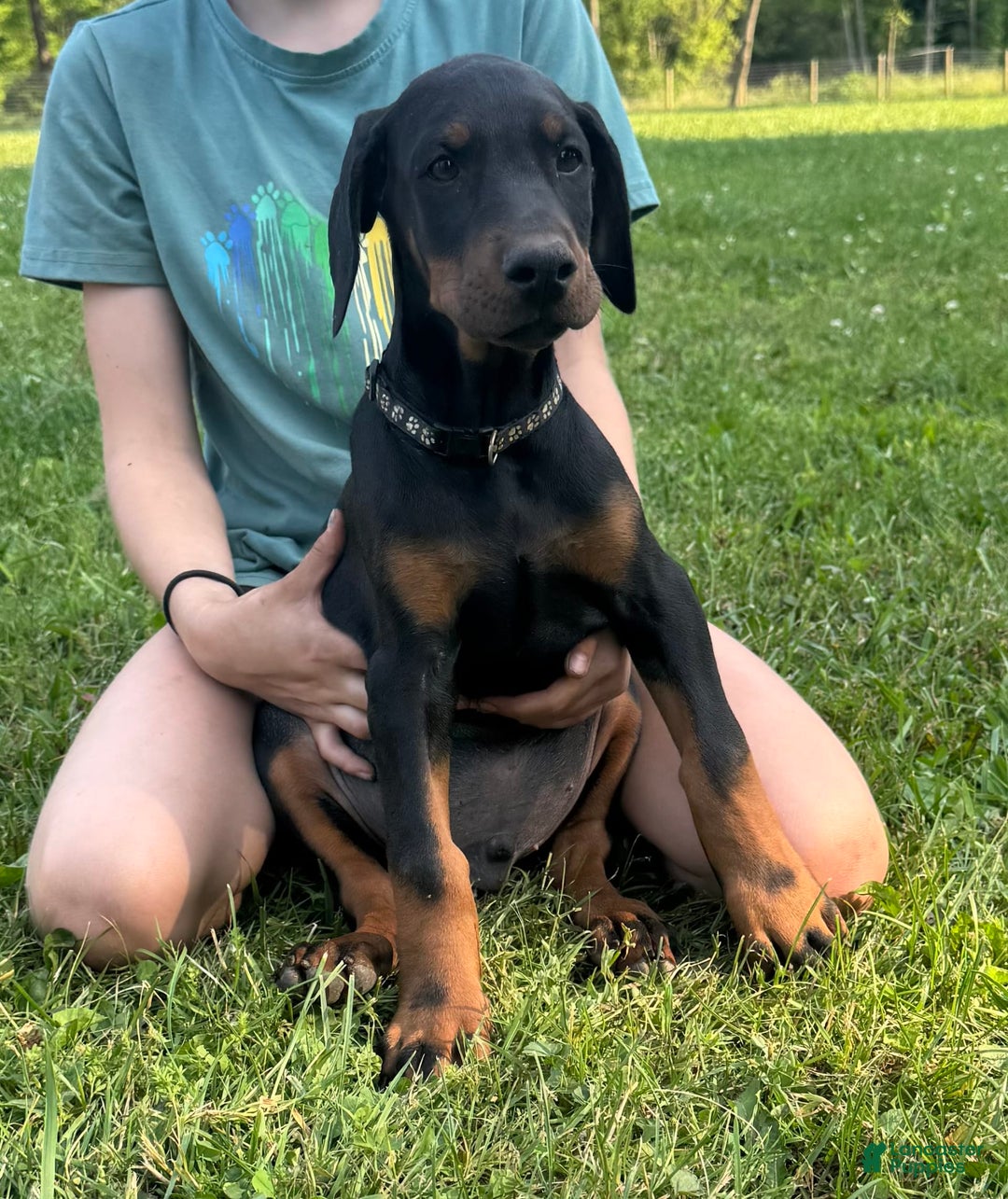 Doberman Pinscher dogs for sale: Mr. Black - Image 1