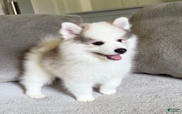 Pomsky dogs for sale: Loki - Image 6