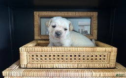Mini Hippo dogs for sale: Dasher - Image 3