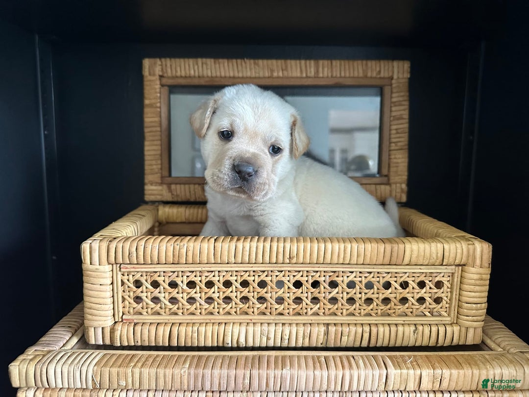 Mini Hippo dogs for sale: Dasher - Image 3