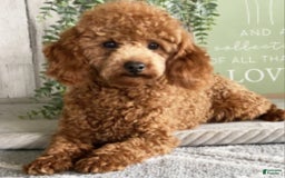 Toy Poodle dogs for sale: Grace - Image 6