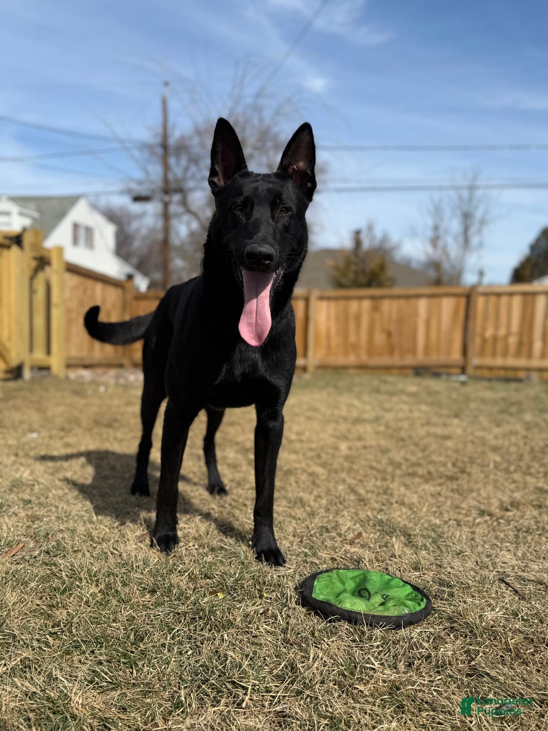 Belgian Malinois dogs for sale: Belgian Malinois Female - Image 15