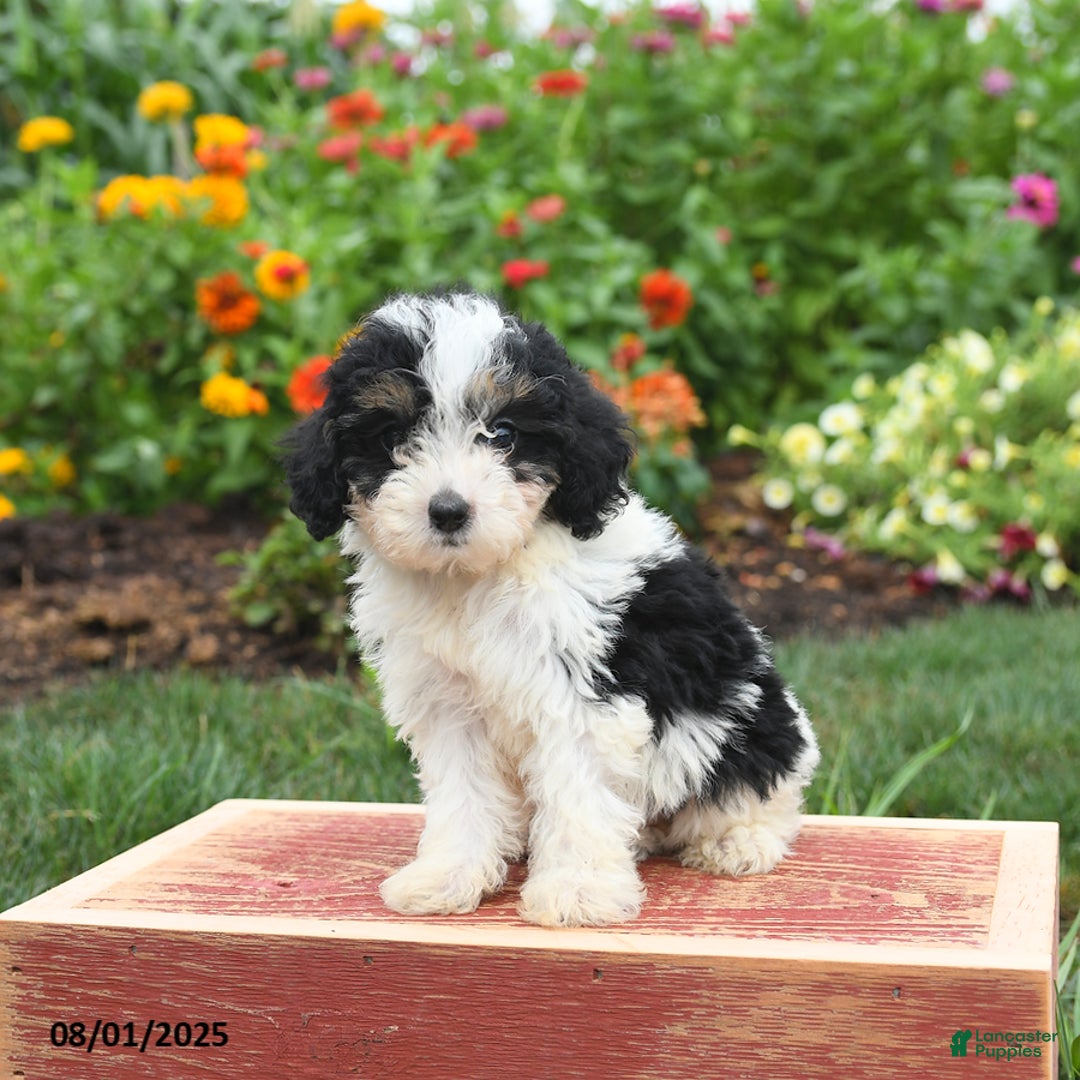 Miniature Poodle dogs for sale: Nina - Image 5