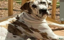 Great Dane dogs for sale: Bella - Image 3