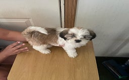 Shih Tzu dogs for sale: Bitty - Image 5
