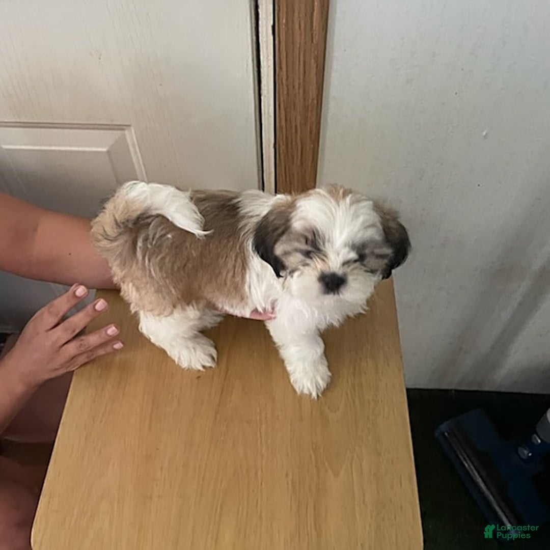 Shih Tzu dogs for sale: Bitty - Image 5