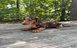Miniature Dachshund dogs for sale: Duchess - Image 1