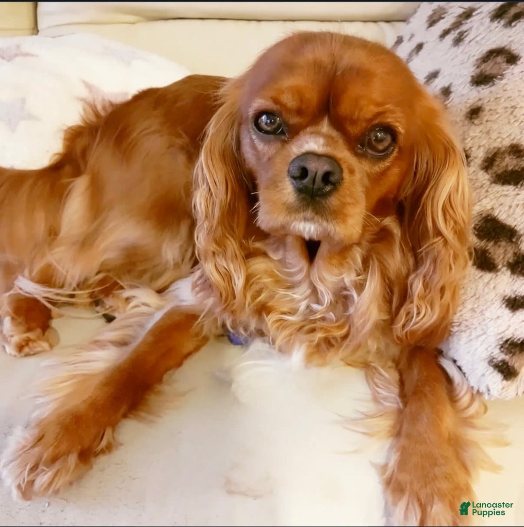 Cavapoo dogs for sale: Hope - Image 5