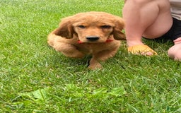 Golden Retriever dogs for sale: Gunther - Image 23